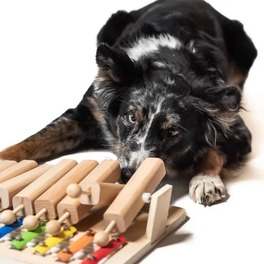 Piano en bois coloré pour chien, conçu pour stimuler l’intelligence et offrir un jeu amusant.