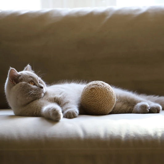 Chat allongé sur un canapé avec une balle de jeu XL robuste et naturel