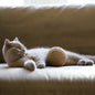 Chat allongé sur un canapé avec une balle de jeu XL robuste et naturel