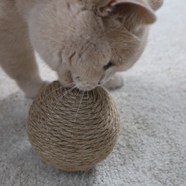 chat jouant avec la balle 