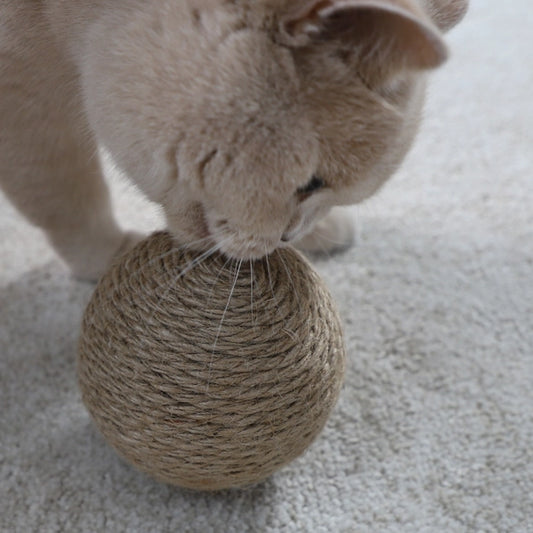 chat jouant avec la balle 