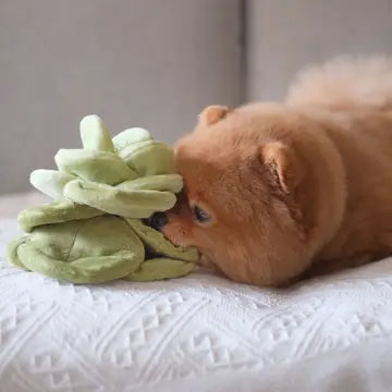 Peluche verte douce et interactive pour chien, idéale pour stimuler la curiosité et le jeu des chiots.