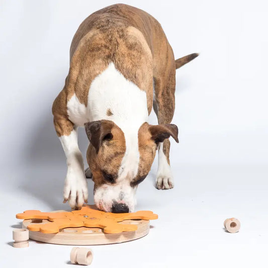 Chien joueur utilisant un jeu d’intelligence en bois naturel, jouet interactif pour stimuler mentalement et distribuer des friandises, idéal pour chiens actifs ou gourmands.