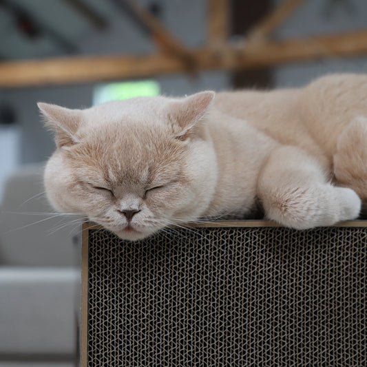 Chat se reposant sur la surface de la table griffoire en carton renforcé 