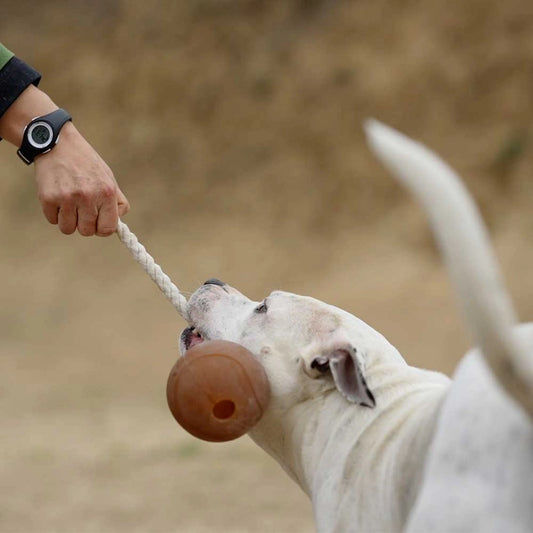 Balle en caoutchouc naturel avec corde pour chien - Jouets pour chien - POCURULL