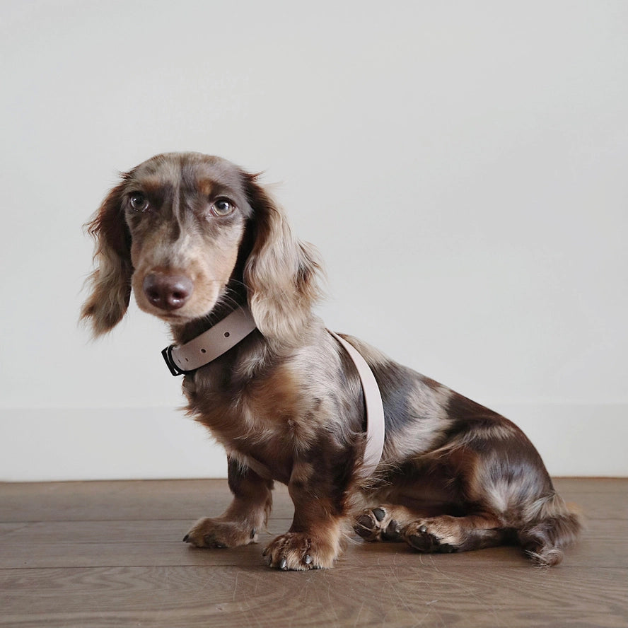 OTTO | harnais imperméable figure 8 pour chiens et chats - Lambwolf Collective