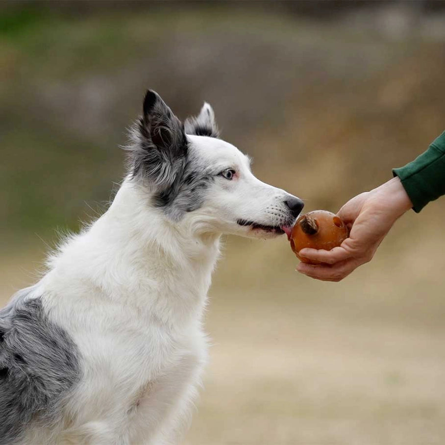 Balle kong pour chiens curieux et actifs, conçu en matériau durable et sécurisé pour divertir et stimuler votre animal.