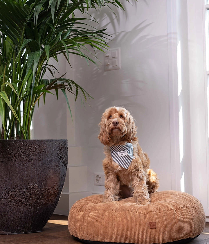 Roi - Lit pour chien - PET & Co. eine Marke von Variance GmbH