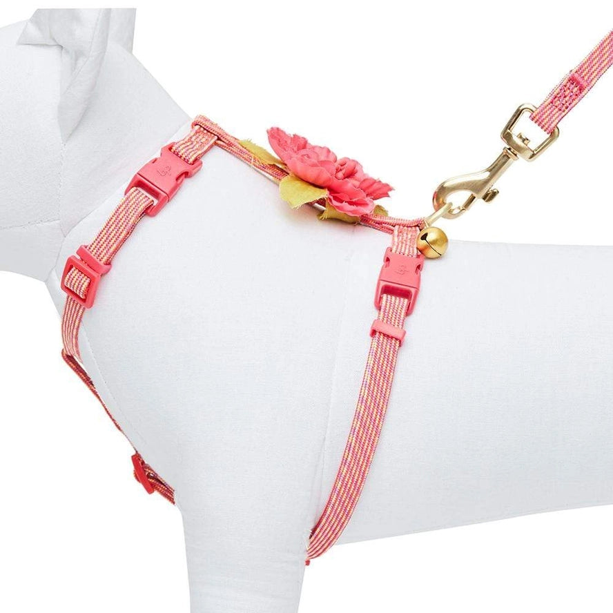 Ensemble de Laisse et Harnais pour Chat - Blueberry Pet