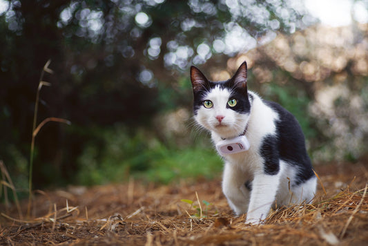 Traceur GPS pour chats - Weenect