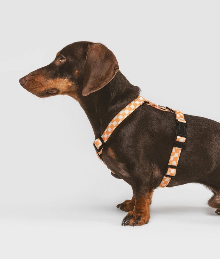 Harnais en PET recyclé, orange, motif pêche, Juno - CAFIDE