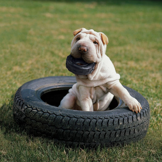 Chien assis dans un pneu, tenant le jouet KONG Traxx noir dans la bouche sur une pelouse.