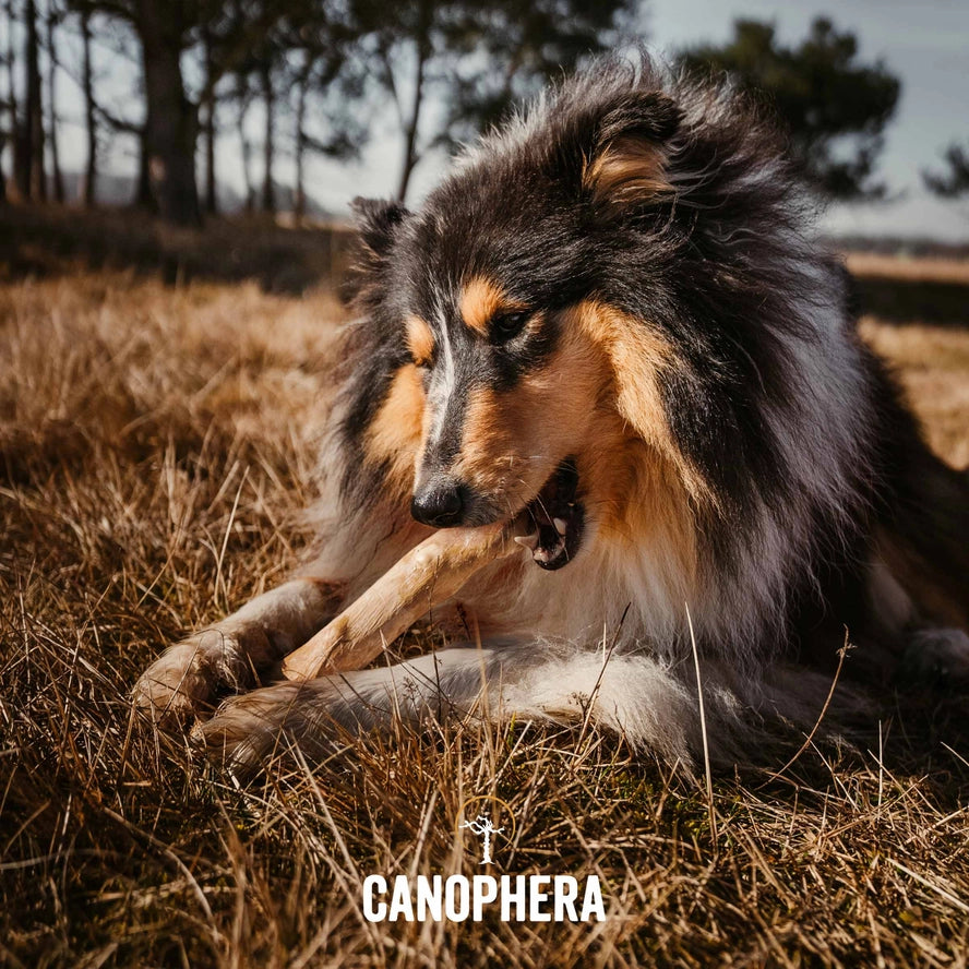 Bâtonnet à Mâcher Pour Chien en Bois de Café - CANOPHERA GmbH