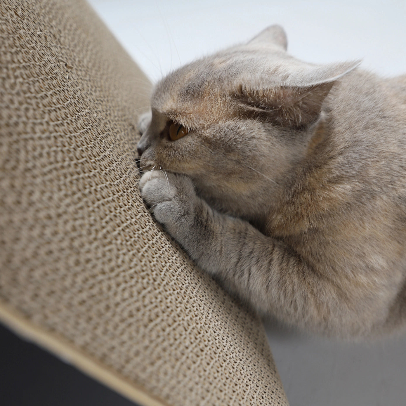 Meubles à gratter triangulaires pour chats - Jouets pour chats écologique - Hoopo