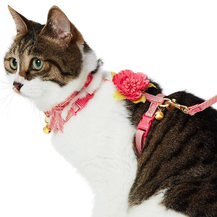 Ensemble de Laisse et Harnais pour Chat - Blueberry Pet