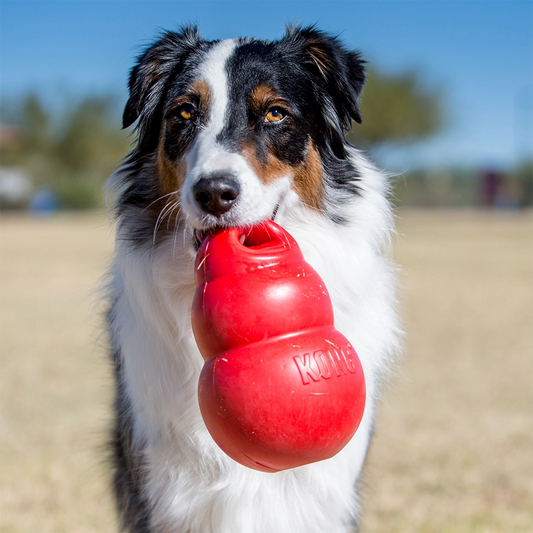KONG Bounzer Grand - Hofman Animal Care