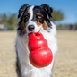 KONG Bounzer Grand - Hofman Animal Care