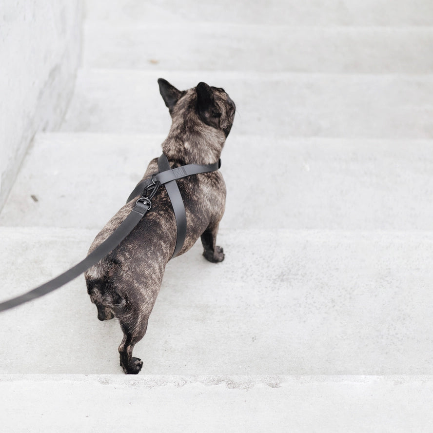 OTTO | harnais imperméable figure 8 pour chiens et chats - Lambwolf Collective