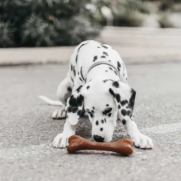 Un chien Dalmatien joue avec un os en résine marron sur une surface extérieure, montrant comment ce jouet peut stimuler et divertir les chiens.