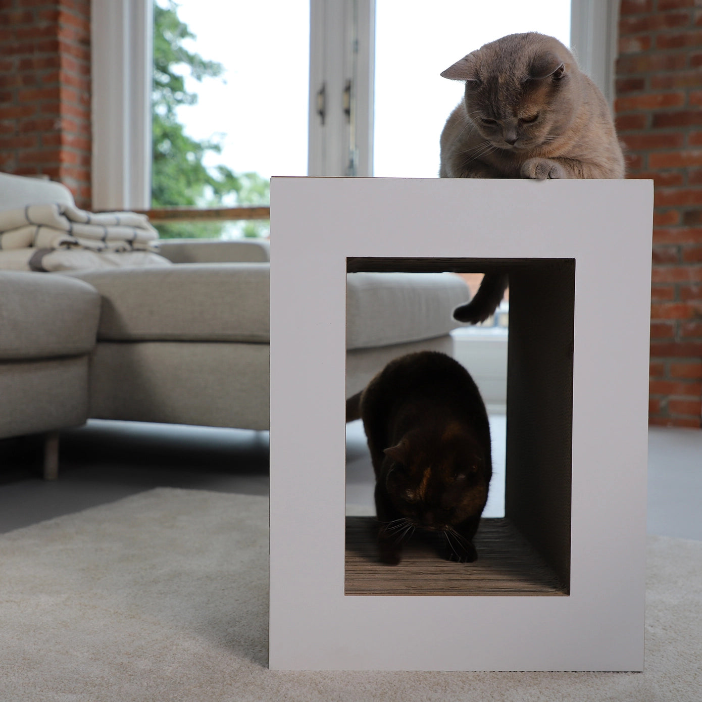 Chat noir à l’intérieur d'une table hoopo en carton renforcé , illustrant la fonction de cachette et l'espace de jeu pour félin. 